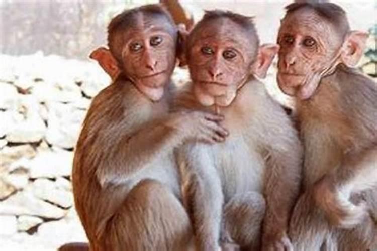 猴和猴能婚配吗