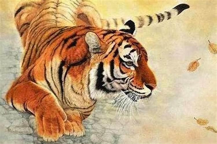 1986年的虎是什么命运