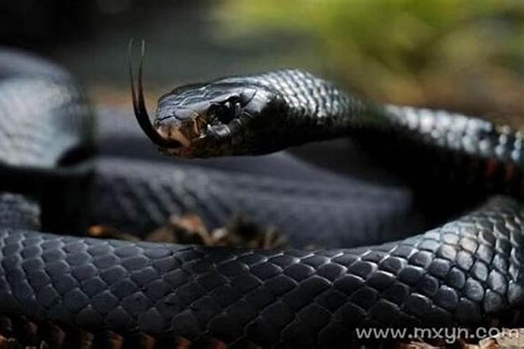 备孕的人梦见黑色蟒蛇