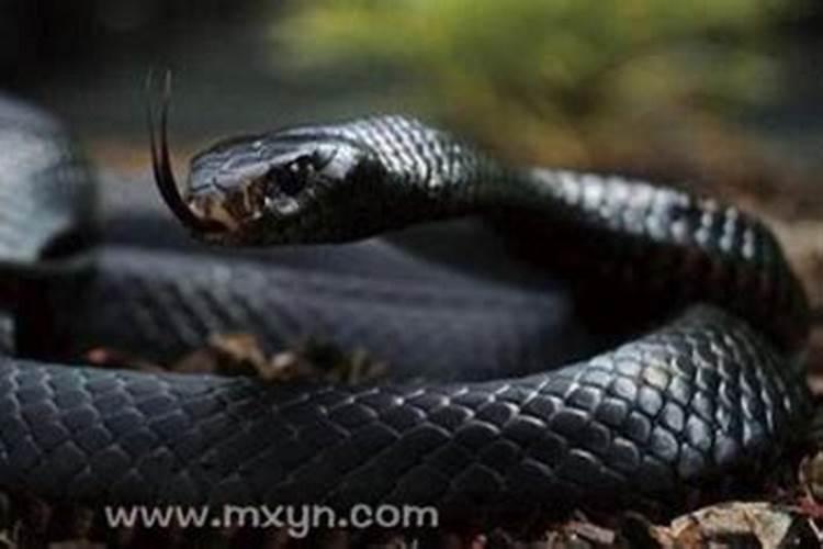 备孕期间梦见大黑蛇是什么意思
