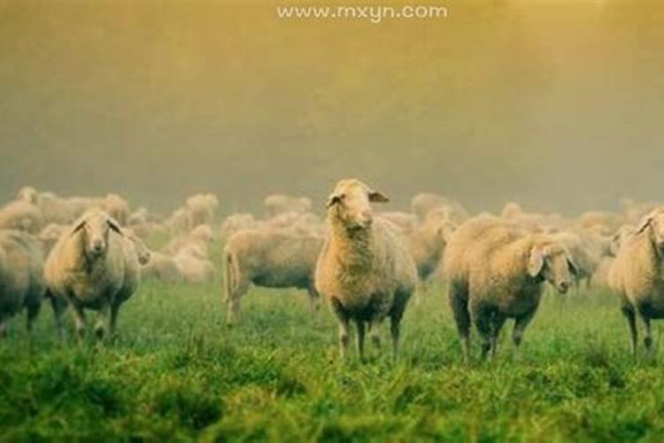 已婚女人梦见小羊是什么预兆