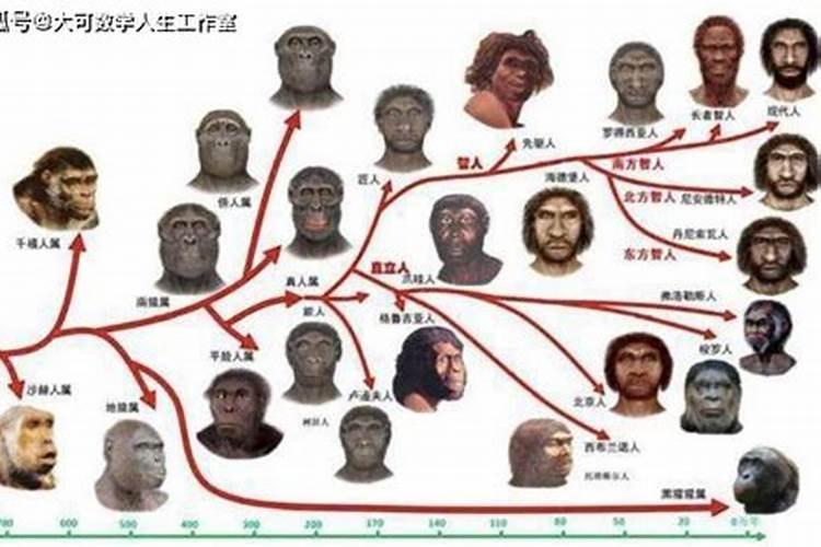 人类的祖先是啥生肖啊