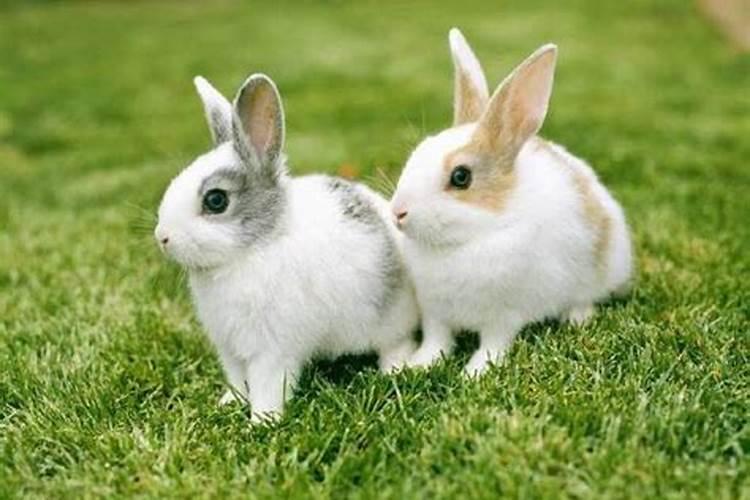 属兔和属兔的合不合得来