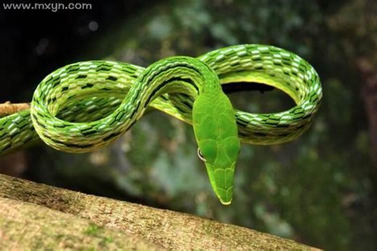 梦到绿色的蛇是什么意思