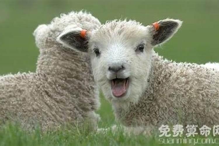 属羊人生于子时怎么样