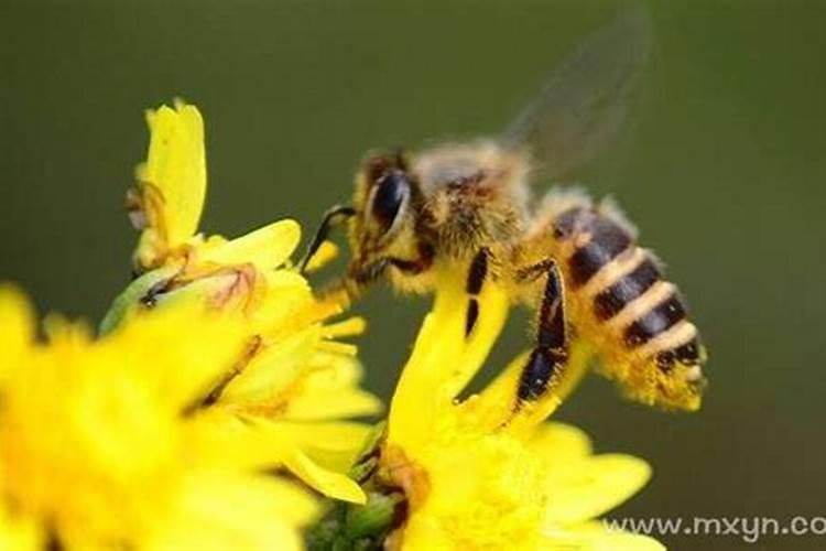 梦见蜜蜂成群是什么预兆