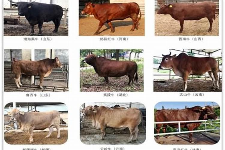 生肖牛的种类
