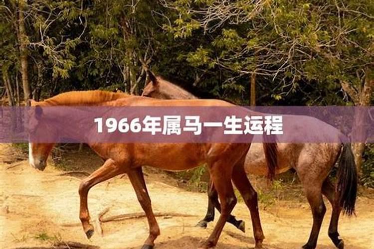 1966年属马一生运势怎么样