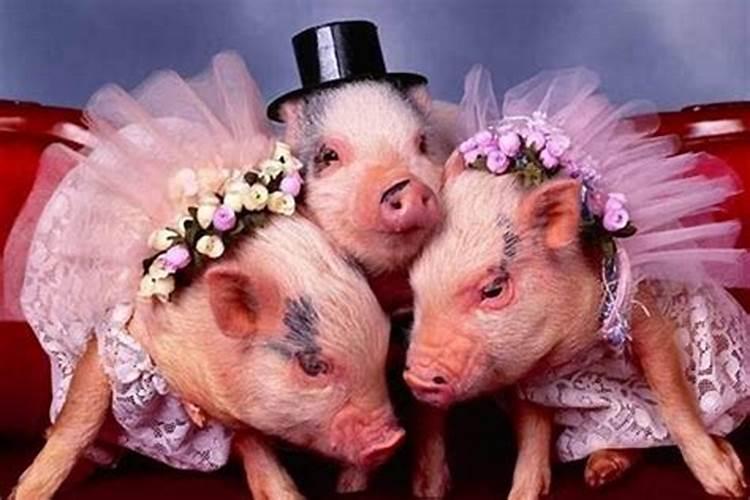 猪和什么生肖结婚合适
