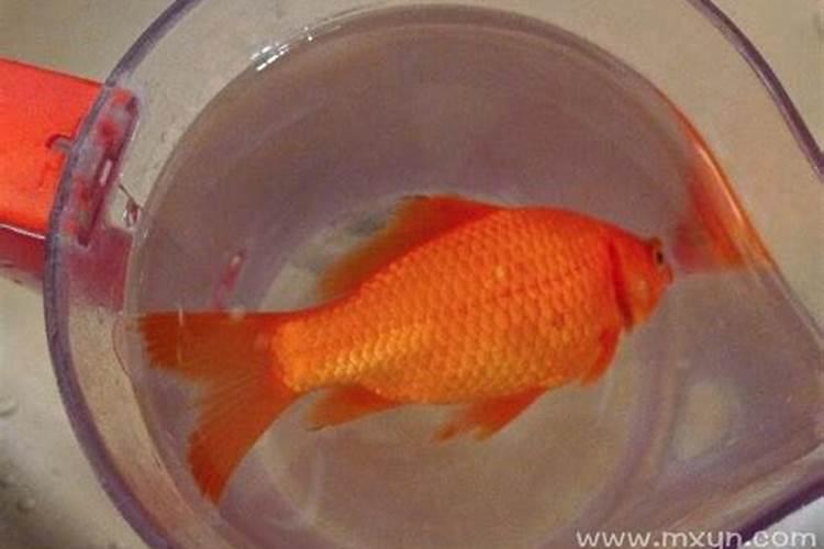 梦见鱼红色的鱼死了