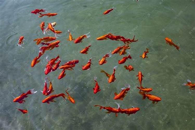 梦见很多鱼红色的鱼在水里