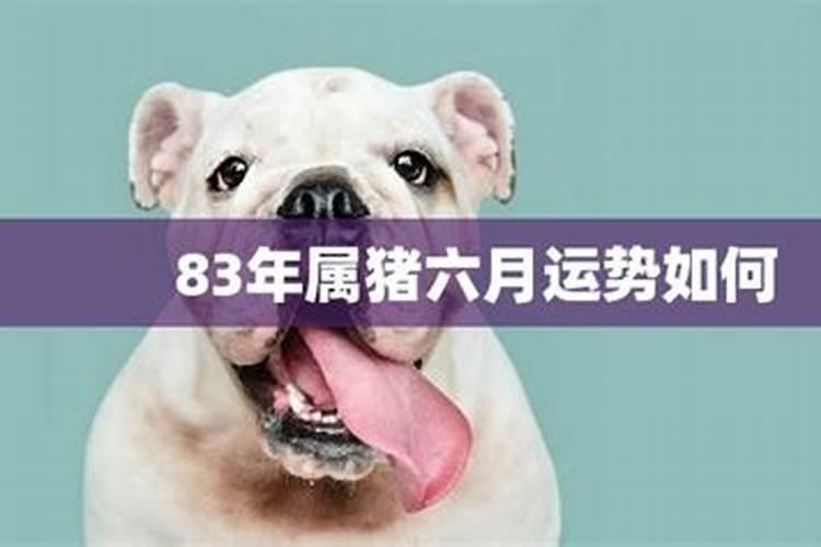 属猪6月份运势怎么样