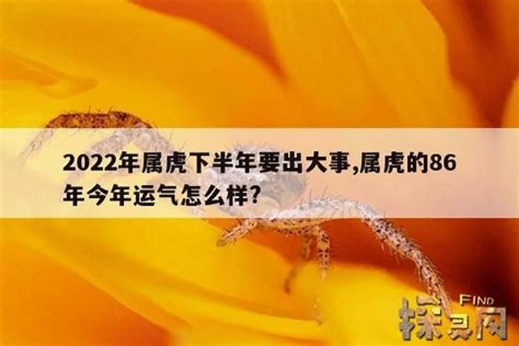 属虎今年运气怎样