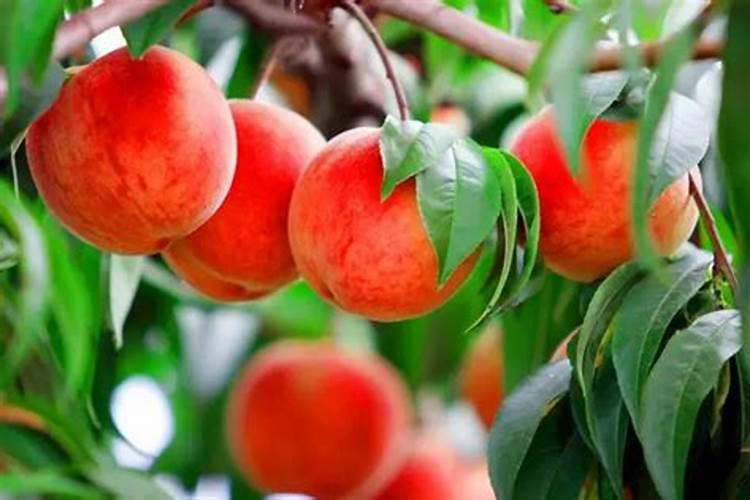 梦见树上的桃子又大又红又好吃