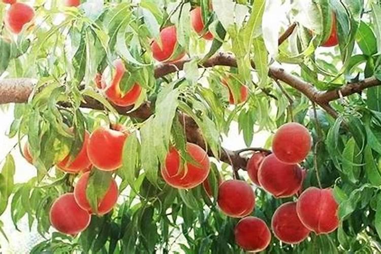 梦见树上的桃子又大又红又好吃