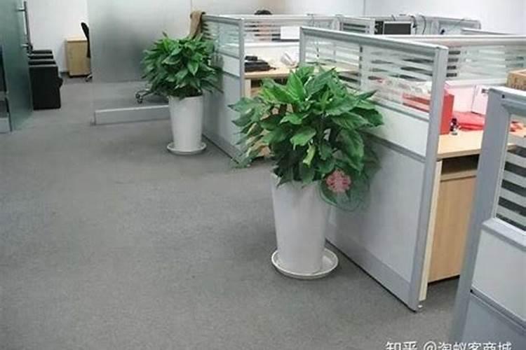 办公室风水不好放什么植物