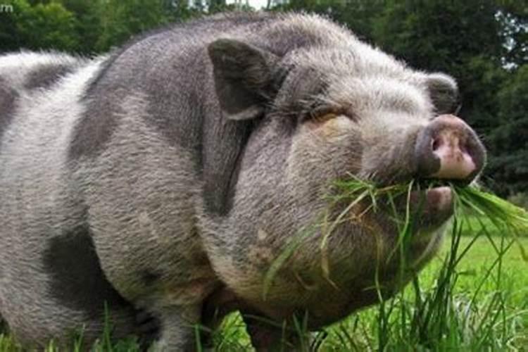 梦见大肥猪是什么意思