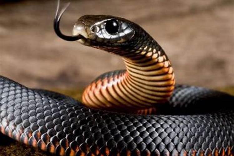 孕妇梦见黑色的蛇是什么意思