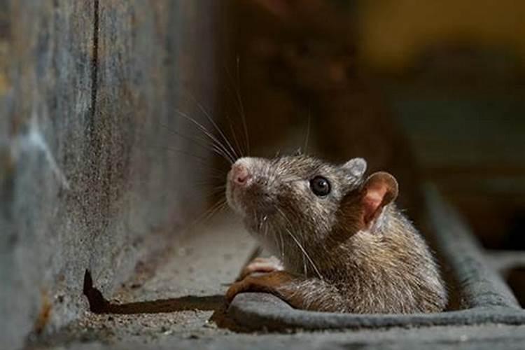 梦到老鼠在身上爬是什么意思