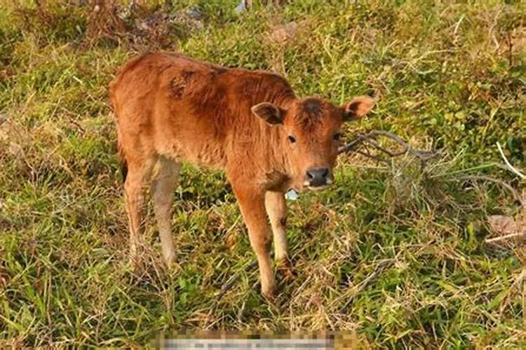 梦见牛生牛犊子是什么意思