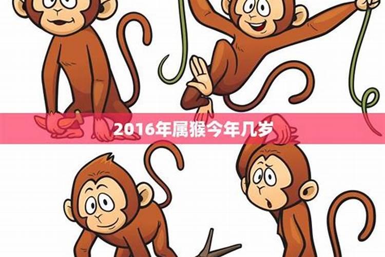 属猴今年几岁