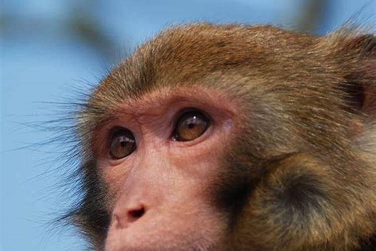 属猴的大人物一般出生在几月