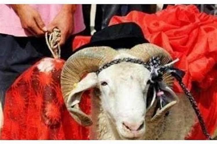 男属羊与属鸡女婚配好吗婚姻如何