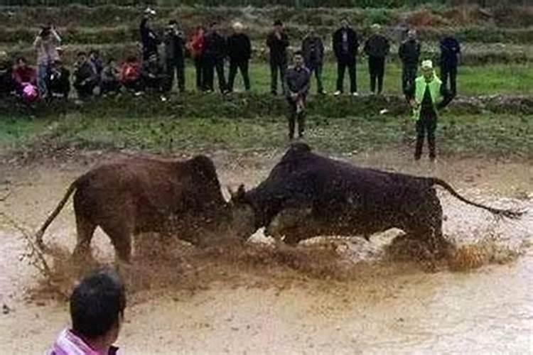 梦见自家两头牛摔死是好是坏