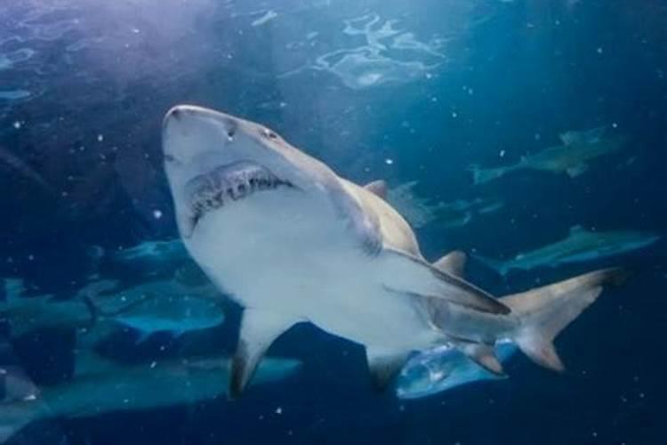 梦见养鲨鱼是什么意思预兆