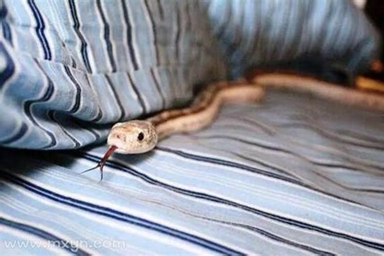 梦见屋里有蛇什么预兆