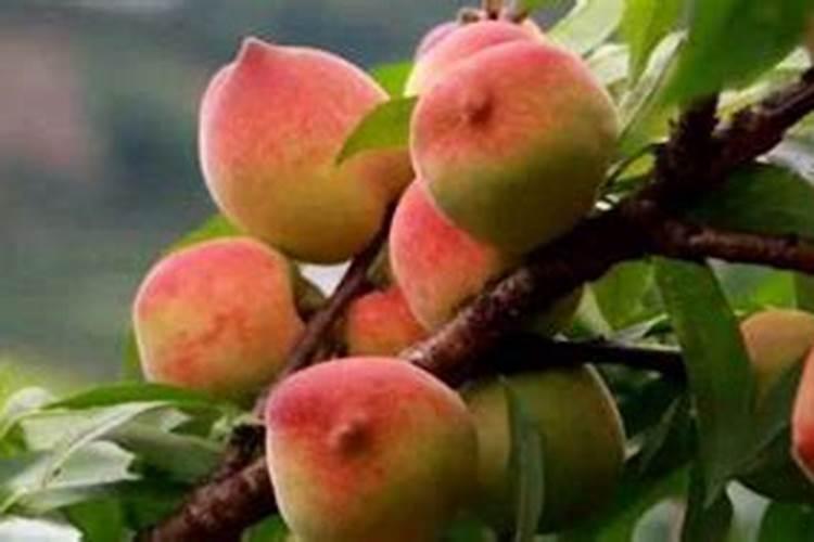 梦见爬树摘桃子是什么意思