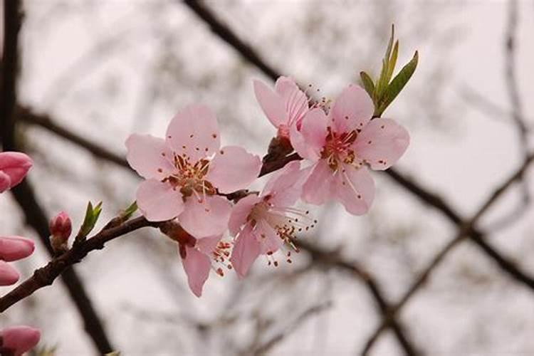 带什么招桃花运招财运