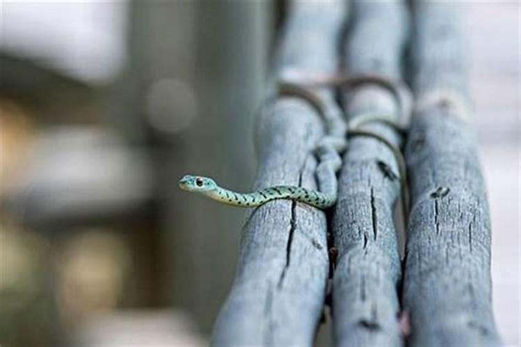 梦见自己身上有很多小蛇是什么意思周公解梦
