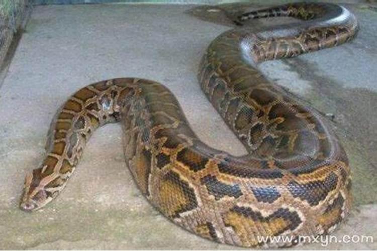 中午睡觉梦见大蟒蛇是什么意思