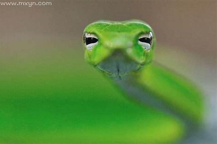 已婚女人梦到绿色的蛇是什么意思