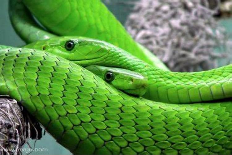 妇女梦见绿色的蛇是什么意思