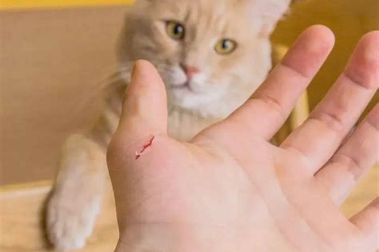 梦见被猫咬伤手是什么意思啊