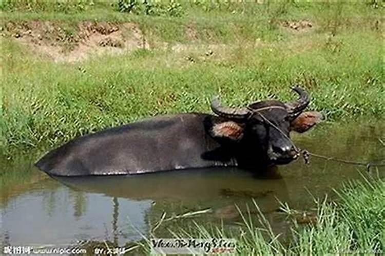 梦见水牛在牛圈里,牛圈粪满