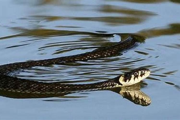 梦到一条蛇在水里游啥意思