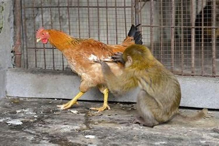 猴和鸡在一起婚姻好不好命运