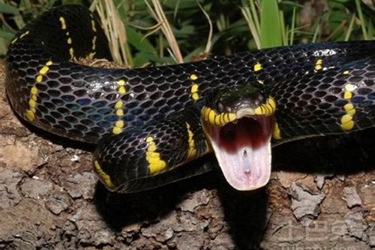 孕晚期梦见蛇是快生了吗