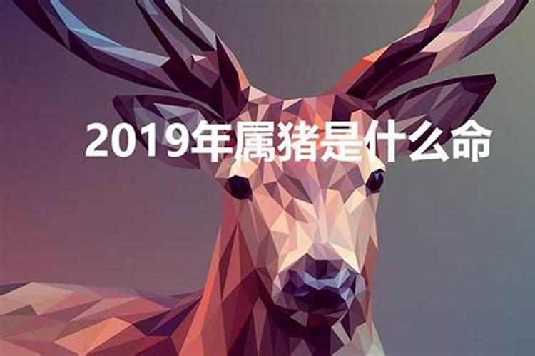 2019年属猪的是什么命