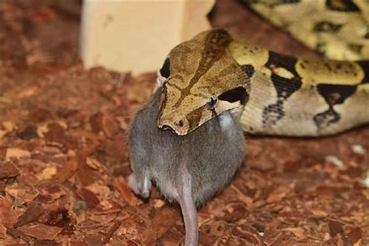 梦见蛇和老鼠是什么意思