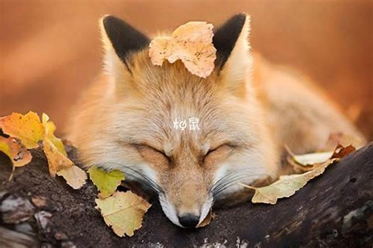 梦见狐狸是什么预兆
