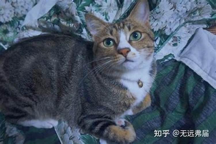 猫摔死了代表什么预兆