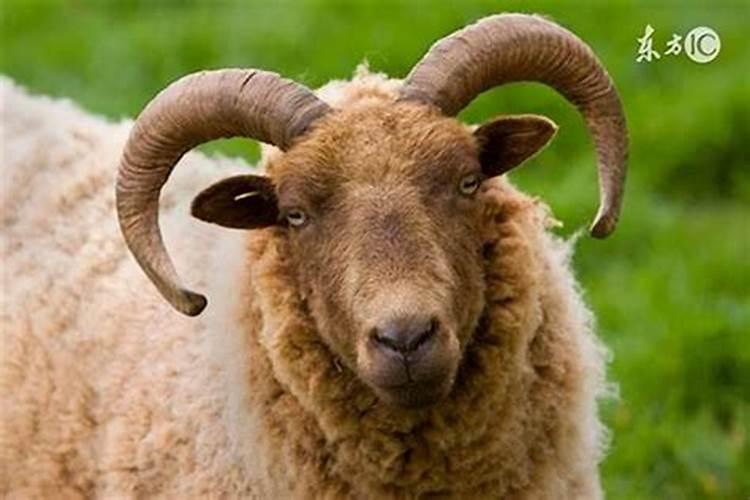 羊三合生肖是什么