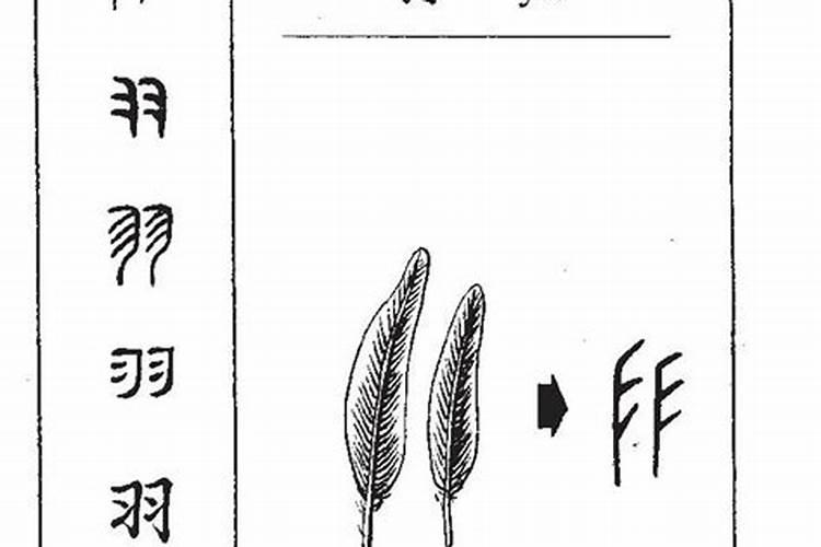 羽字属于五行属什么