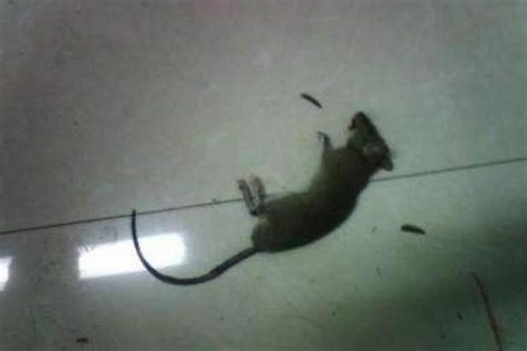 梦见打死一只老鼠是什么意思