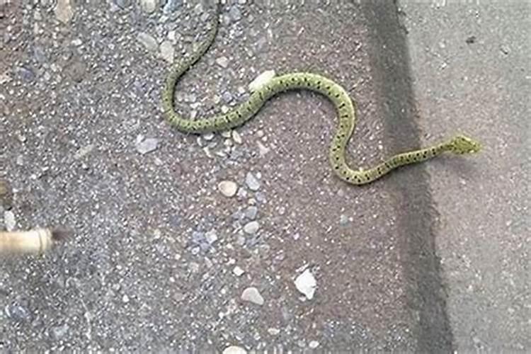 路上看见蛇有什么预兆