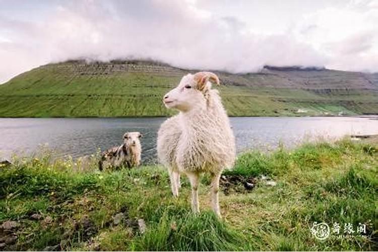 羊和羊结夫妻命运如何